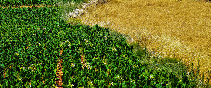 Floricultura Pay